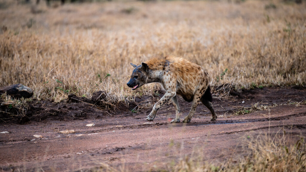 A hyena, one of the ugliest animals you can see in Tanzania