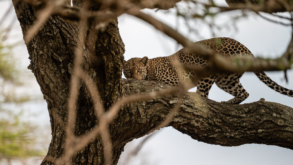 One of the toughest animals to see in Tanzania is the leopard, however we got lucky. In this shot the leopard is staring right at the camera!