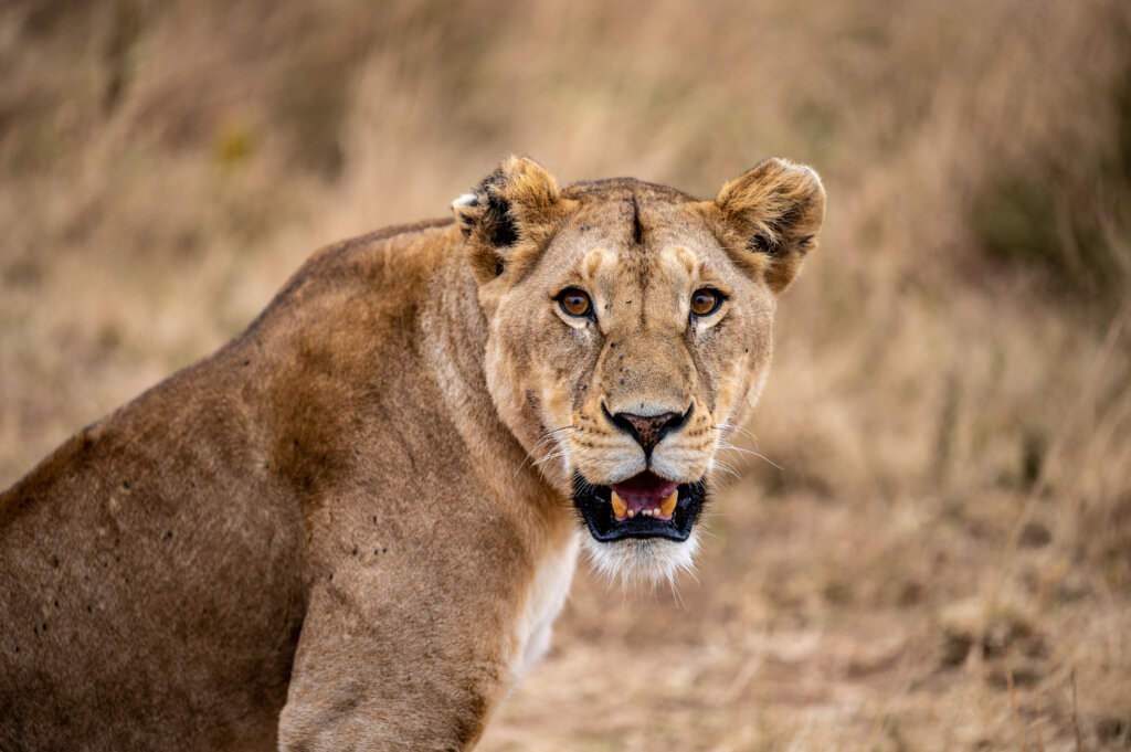 A lioness looking directly at the camera, mouth open