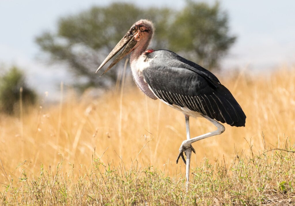 A Marabour stork standing in a field