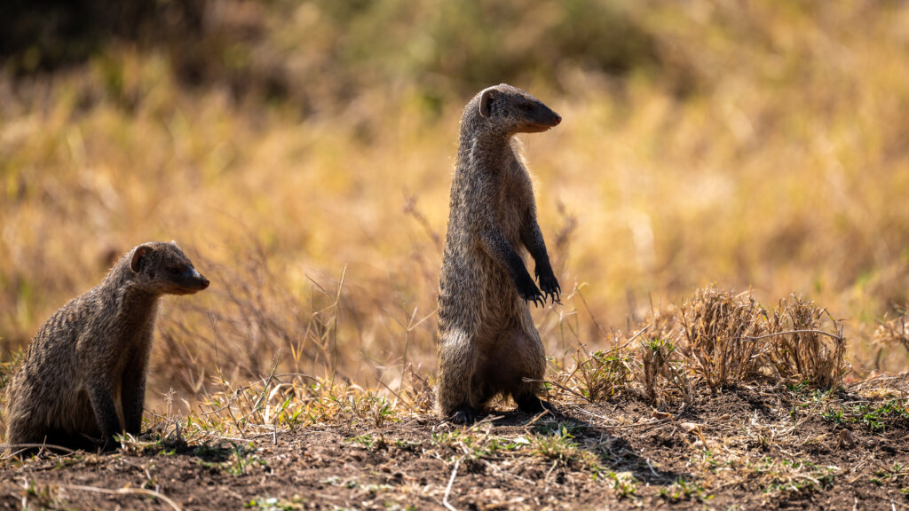 Two banded moongoose, one standing on its hind legs checking out the horizon