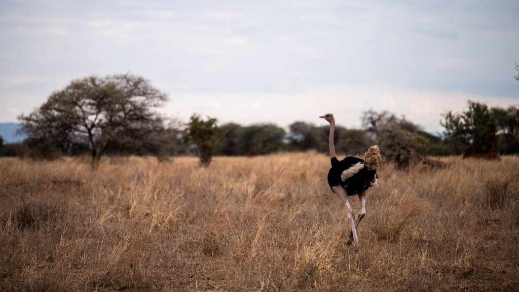 A lone ostrich walks away from the camera