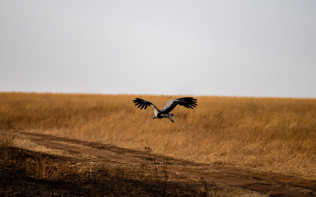 A secreteriat bird taking off