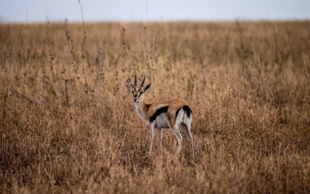 Thompson Gazelle