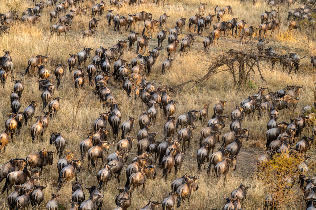 Great Wildebeest Migration from hot air ballon - Serengeti - Tanzania Safari