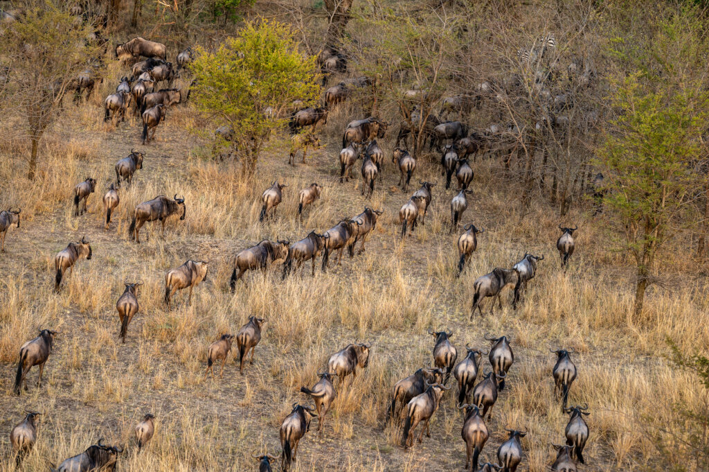 A herd of wildebeest as seen from the hot air balloon