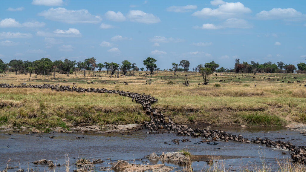 Like a colony of ants, the wildebeest tackle the Mara River crossing in unison