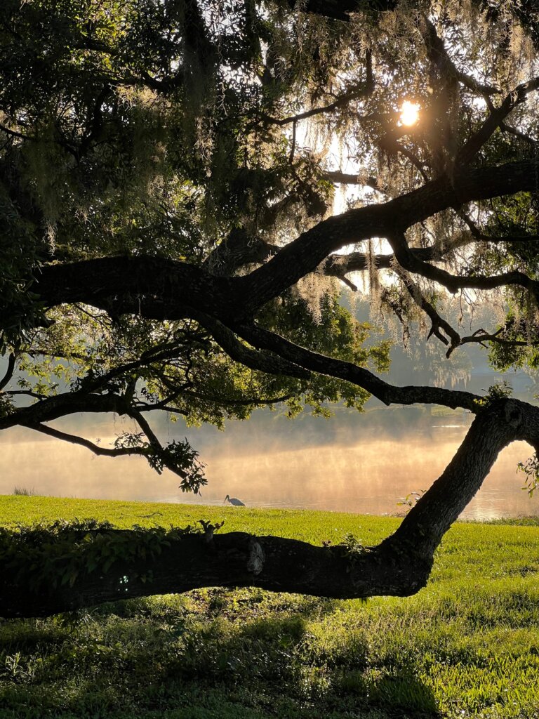 Mist rising off a lake during sunrise