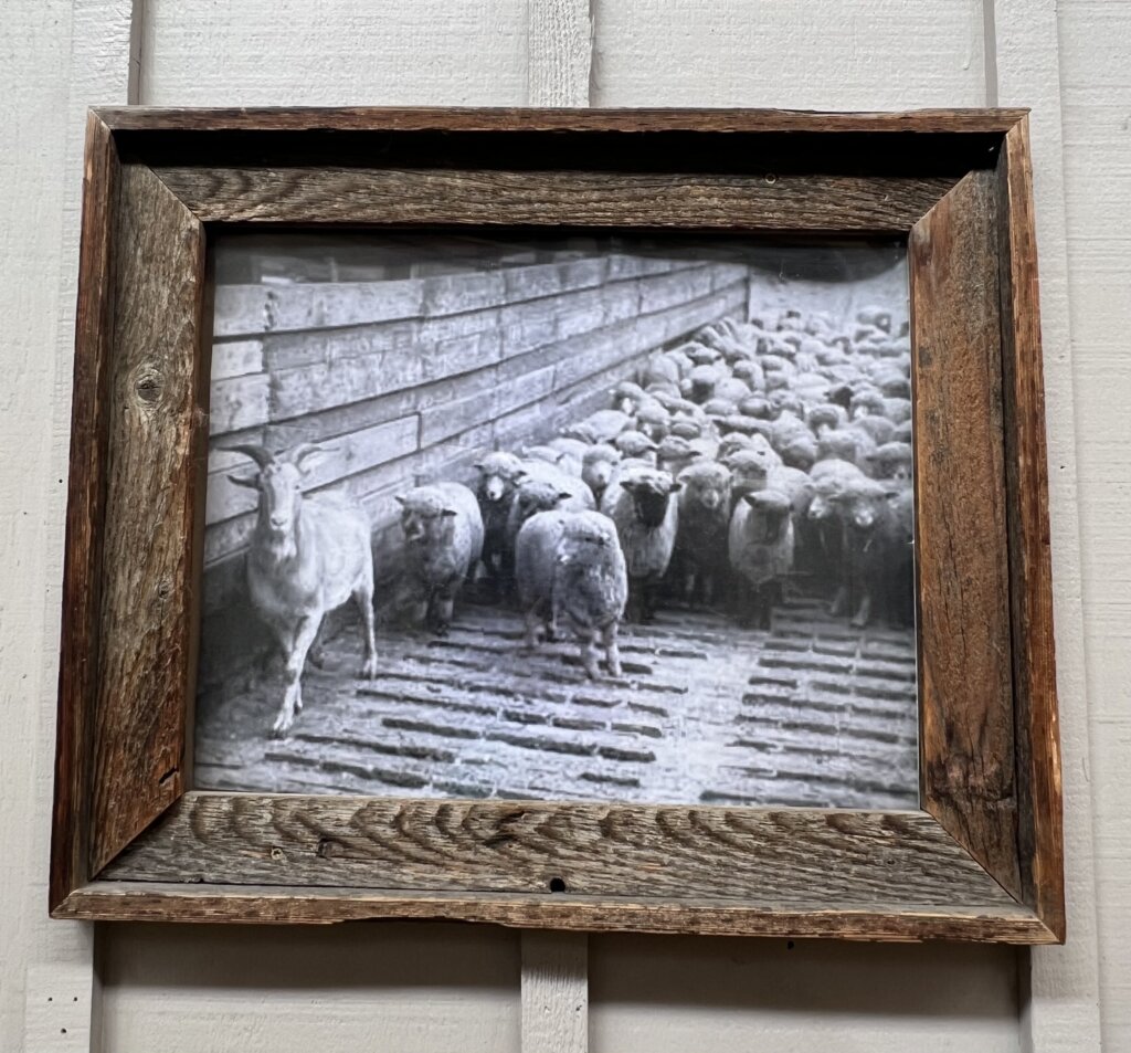 An old black and white photo of a goat leading the sheep