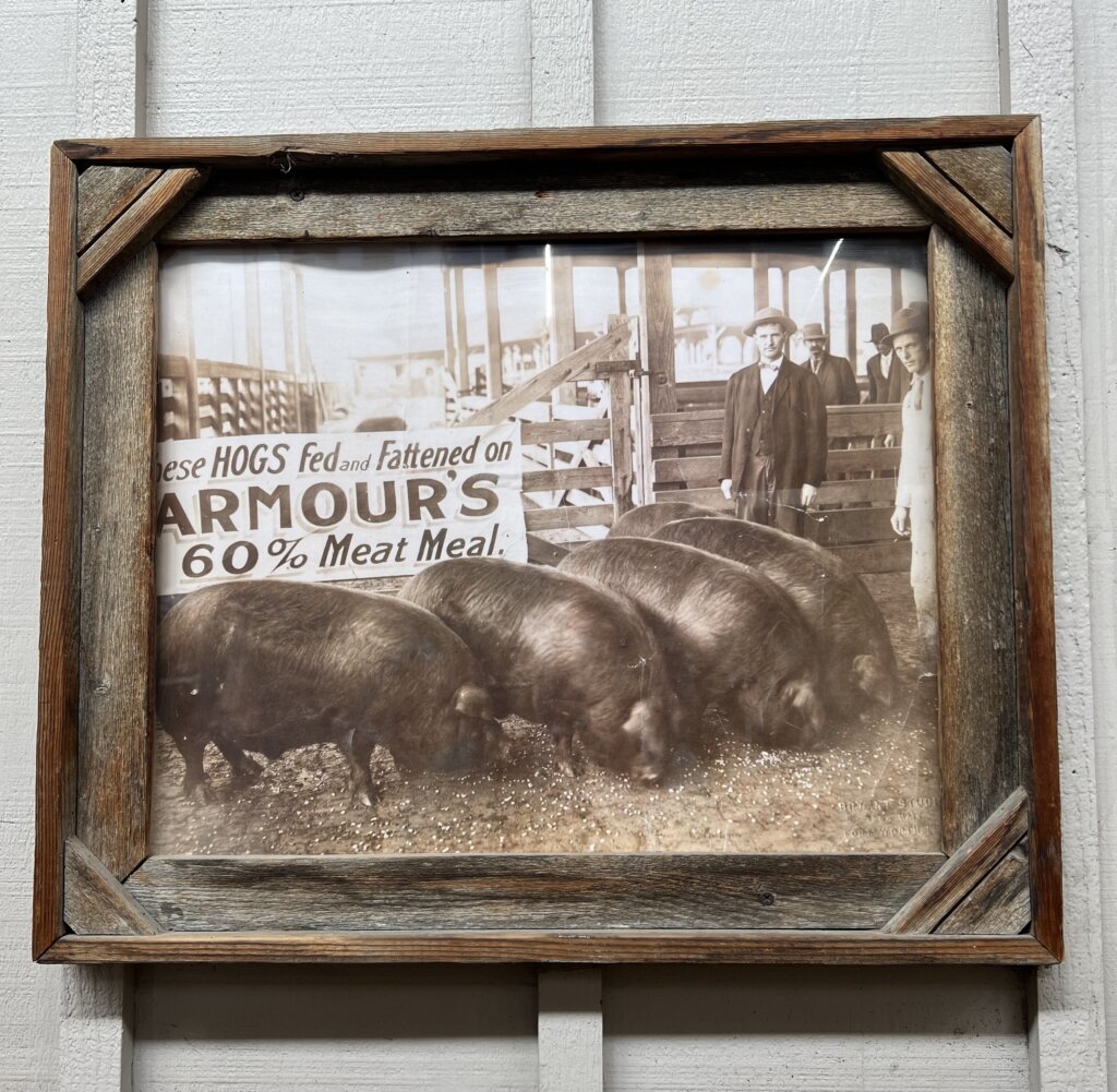 An old image of some fat pigs with a well dress man in a three piece suit proudly looking over them