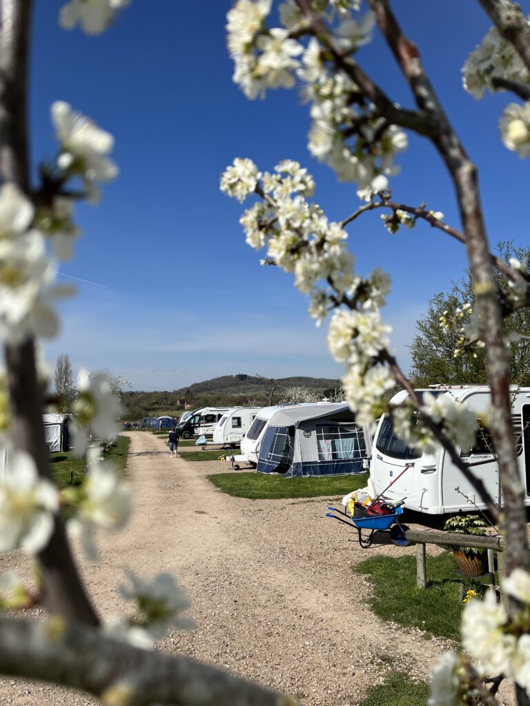 Bredon Vale Campsite as seen through the blossom