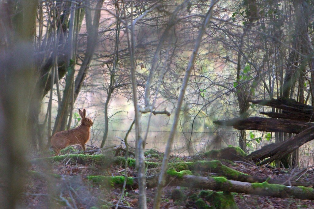 A hare staring out across the forest at Woolford Woods Campsite