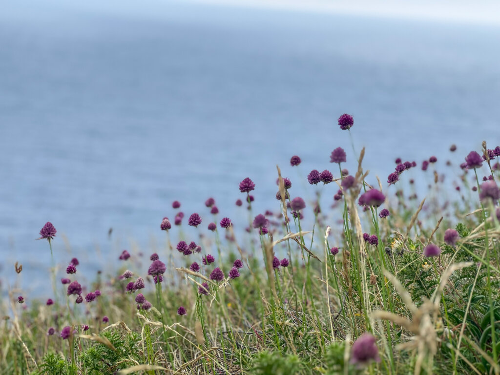 Beautiful coastal flowers