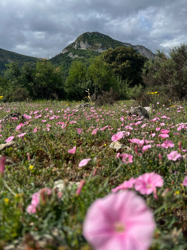 Santa Anna mountain seen from a meadow of wild flowers