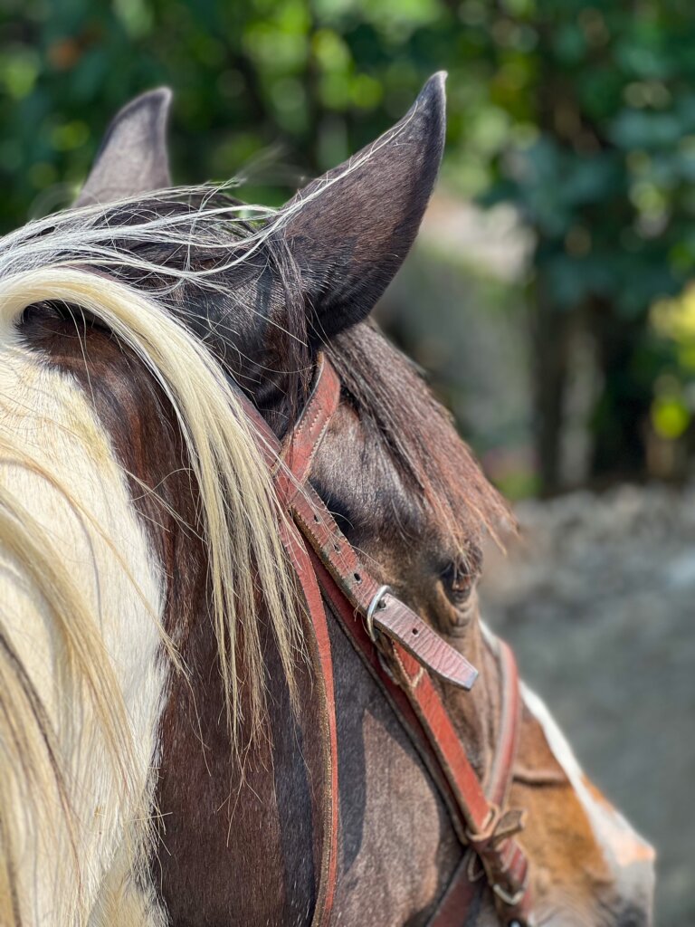 Rivier, the horse I rode near Lake Annecy this summer