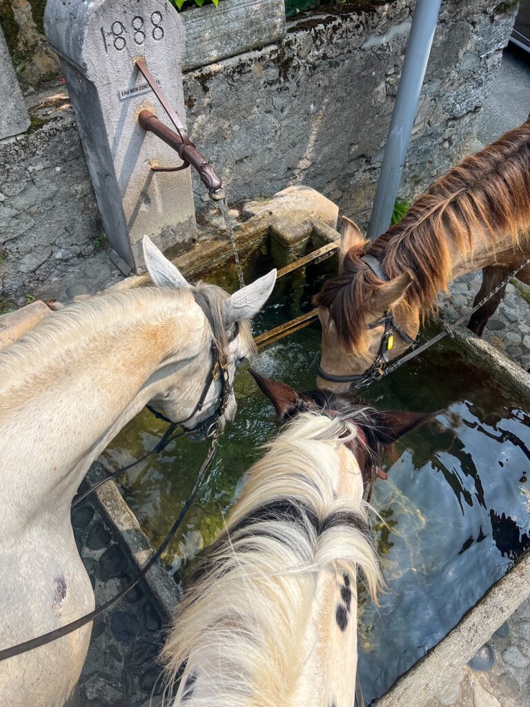 Three horses drinking from a fountain