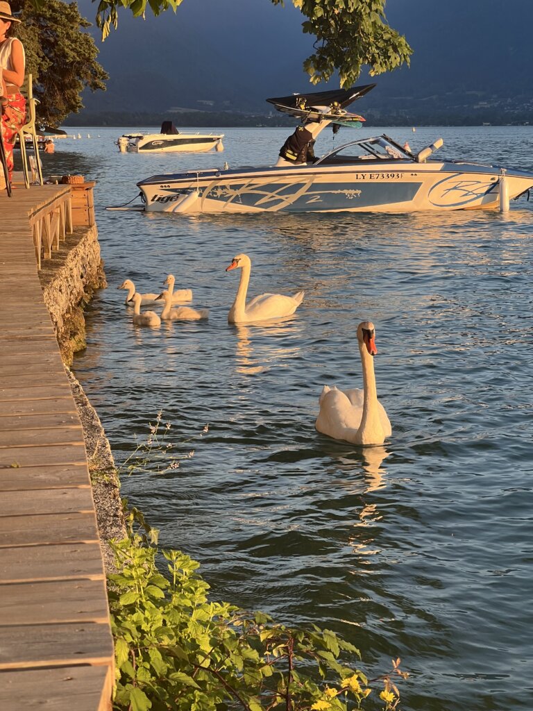 Swans swimming by  Guinguette des Cassines a Angon in the hope of sharing dinner with the customers