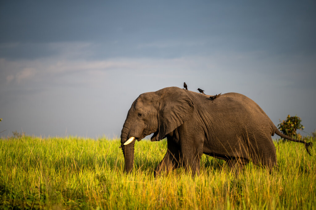 Elephant walking past our truck while on safari in Uganda in Murchinson Falls National Park carrying passengers on its back!