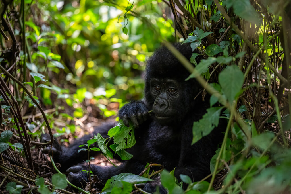 Baby gorilla chewing on some foliage in Uganda