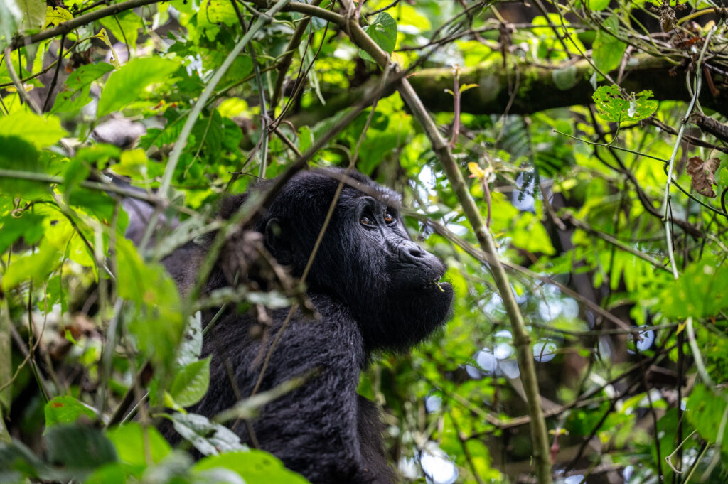 Gorilla Safari in Uganda