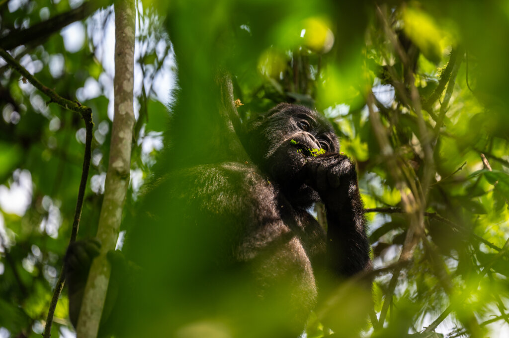 Gorilla hanging from the tree with one arm while munching on a leaf