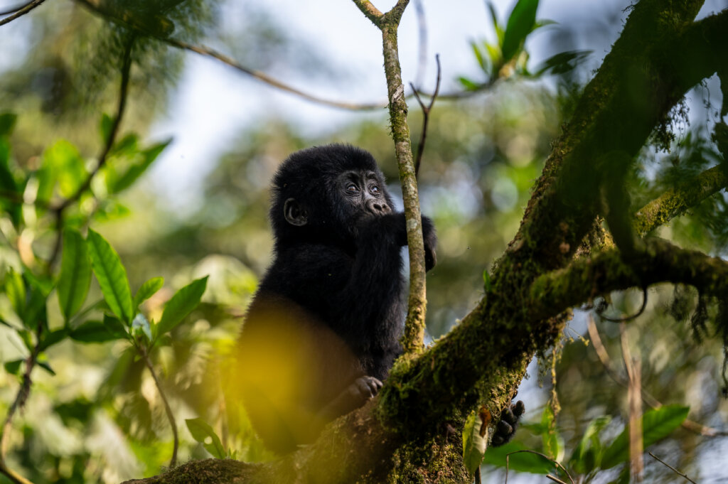 A gorgeous baby gorilla sitting on a branch staring up at the sky