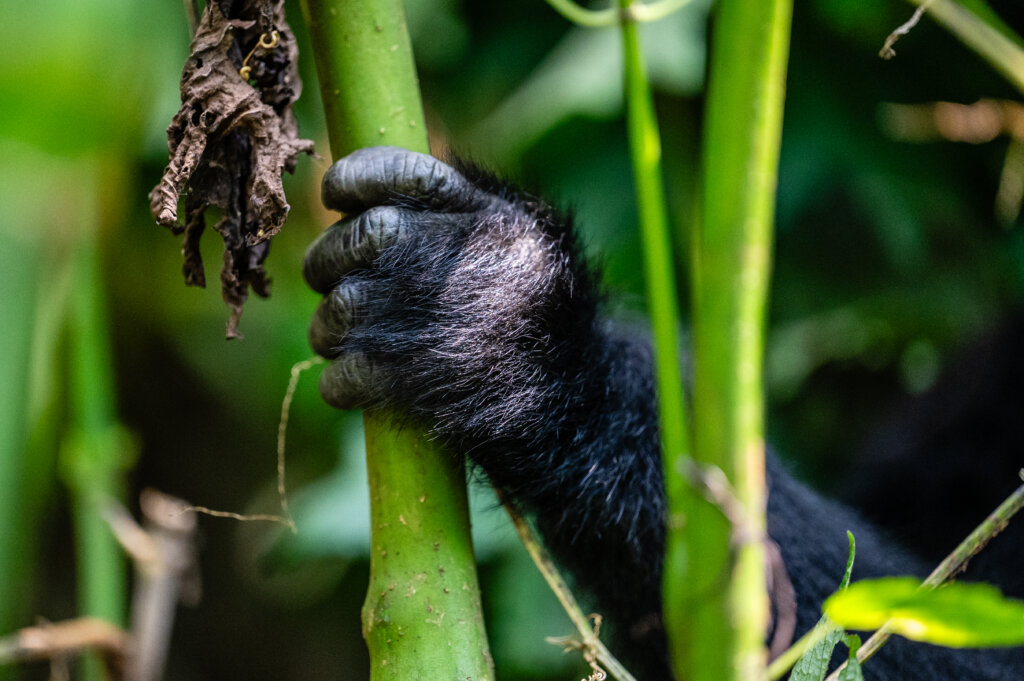 A gorilla hand holding on to a branch seen while gorilla tracking in Uganda