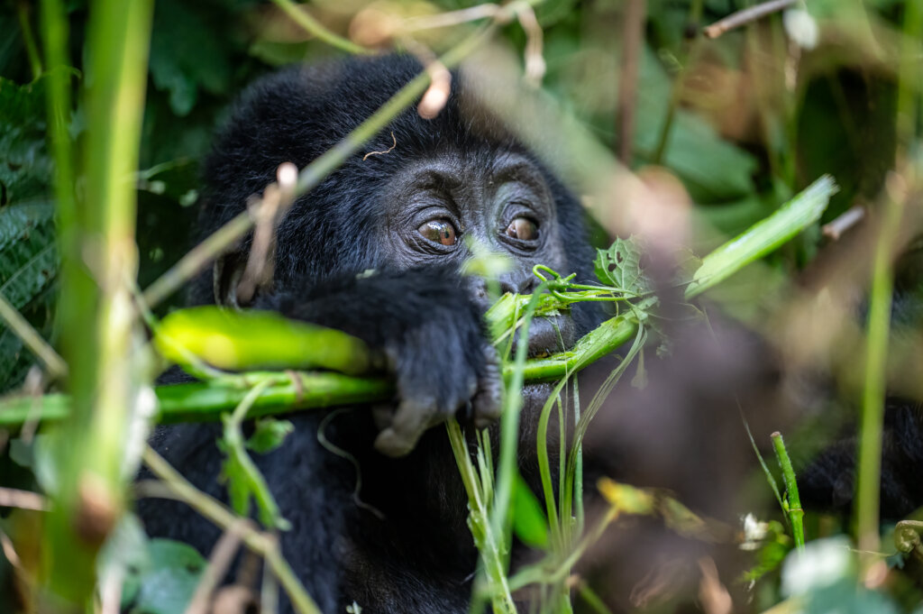 Baby gorilla in Bwindin Impenetrable Forest, Uganda Safari