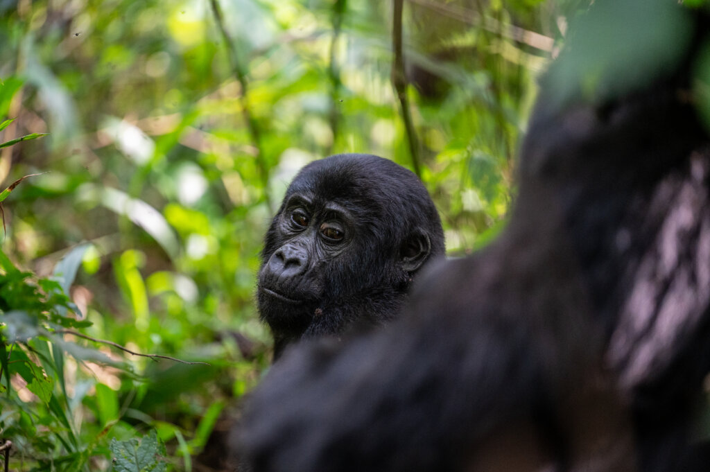 A thoughtful gorilla during our safari in Uganda