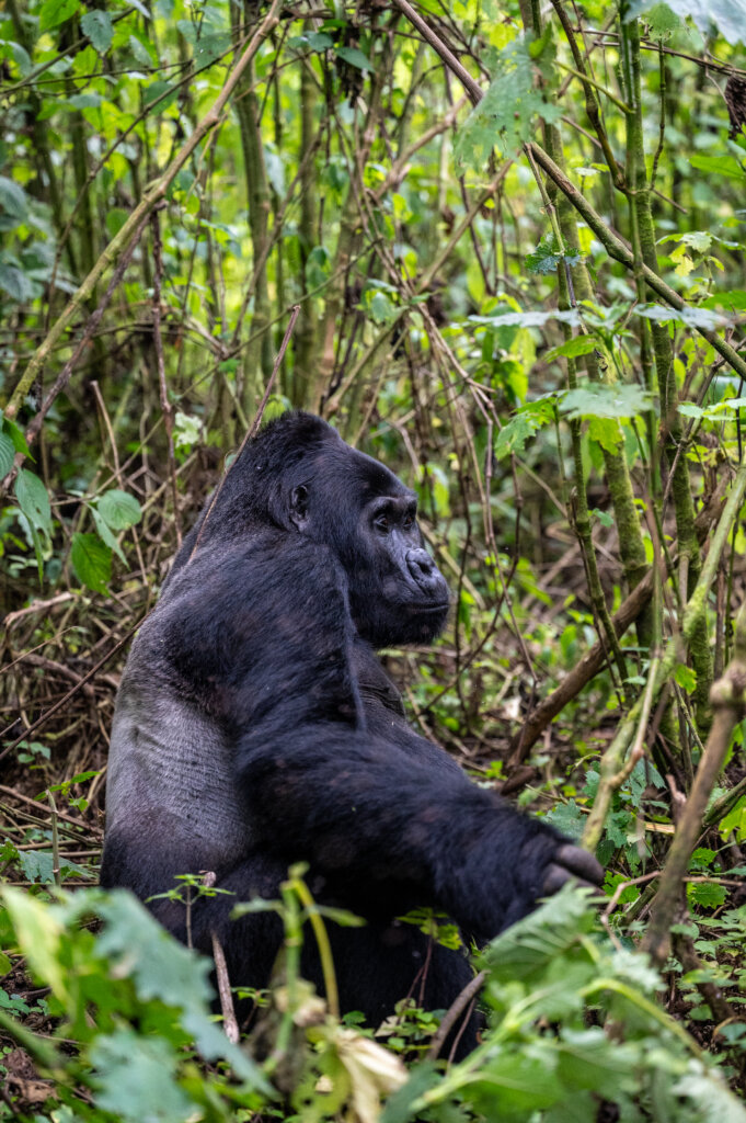 A large silverback looking pensively into the distance - I wonder what was on his mind