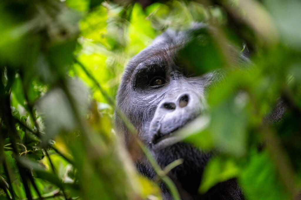 A silverback gorila looking into the lens through the thick foliage of Bwindi Impenetrable Forest 