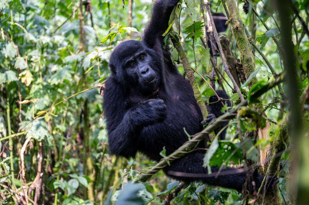 A young gorilla hangs from a tree. Special moments seen during our gorilla tracking experience in Bwindi