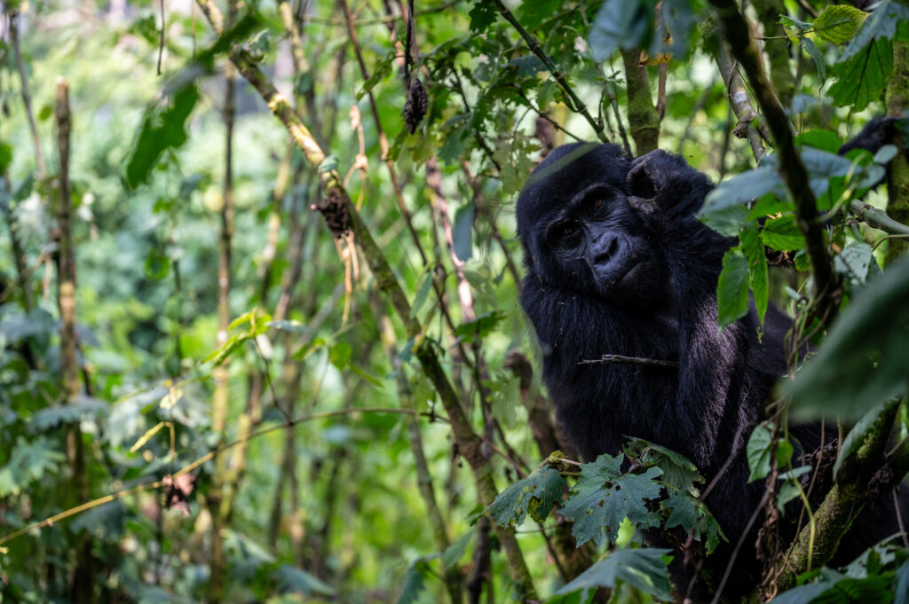 A gorilla scratches the side of his face as if contemplating the meaning of life