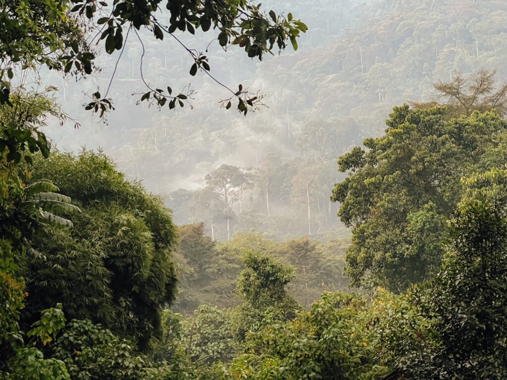 Bwindi Impenetrable Forestis often covered in mist, giving an eerie look