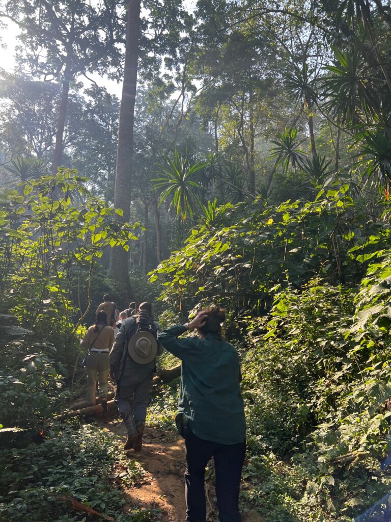 Hiking in Bwindi Impenetrable Forest