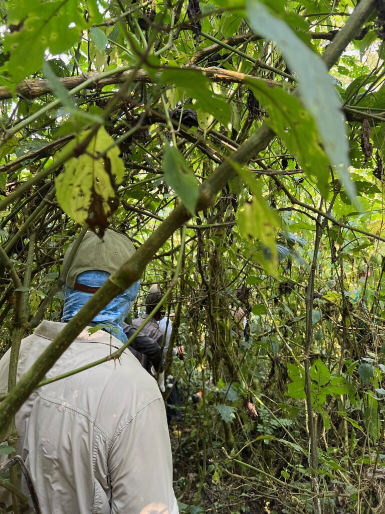 Making our way through the thick vegetation to the gorillas 