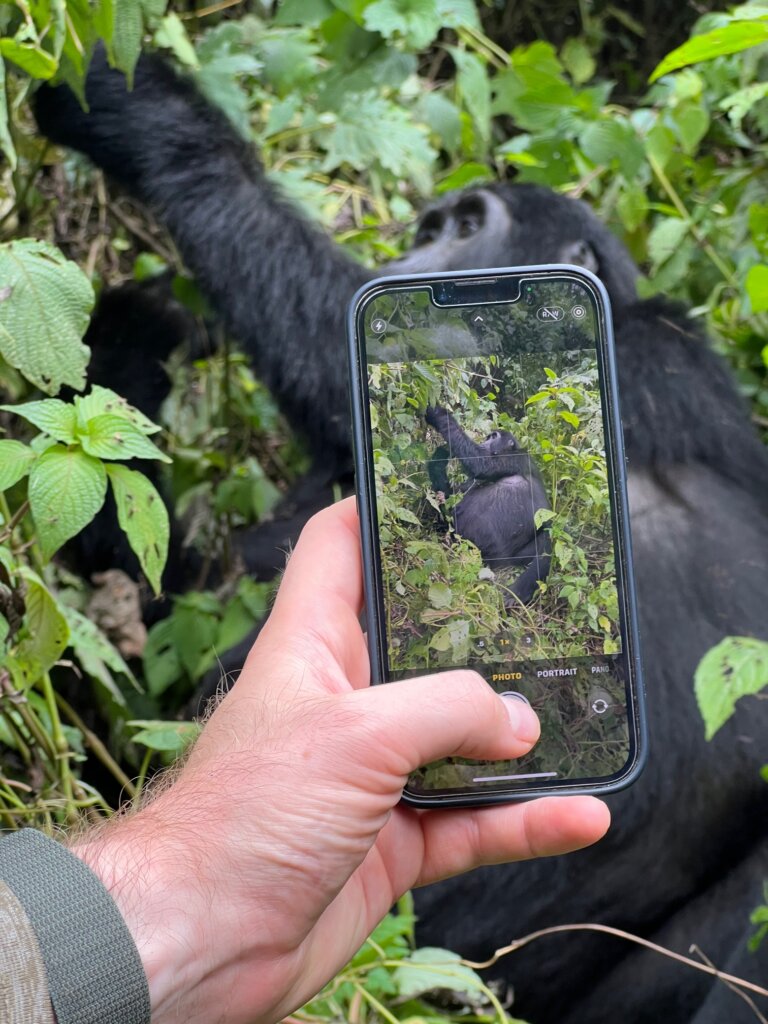 A photo of phone taking a photo of a gorilla during a gorilla trek in Bwindi