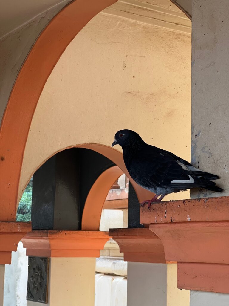 A pigeon enjoying a photoshoot within Shree Sanatan Dharma Manda Hindu Temple