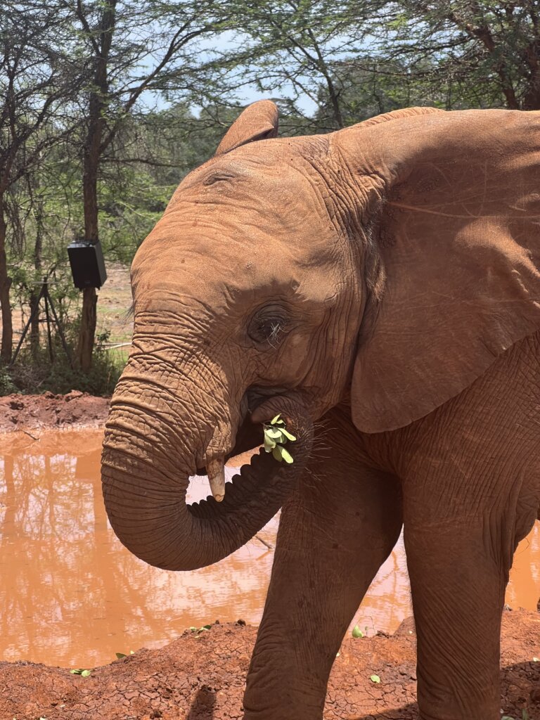 Orphan elephant Kenya - Sheldrick Wildlife Trust