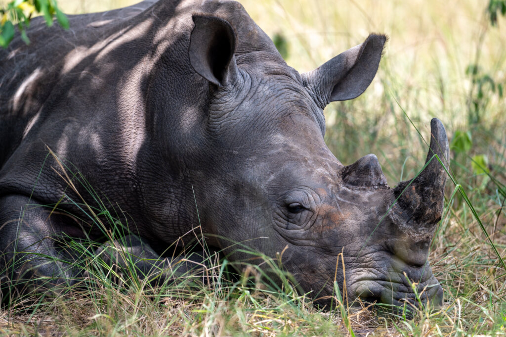 Ziwa Rhino Sanctuary - Uganda