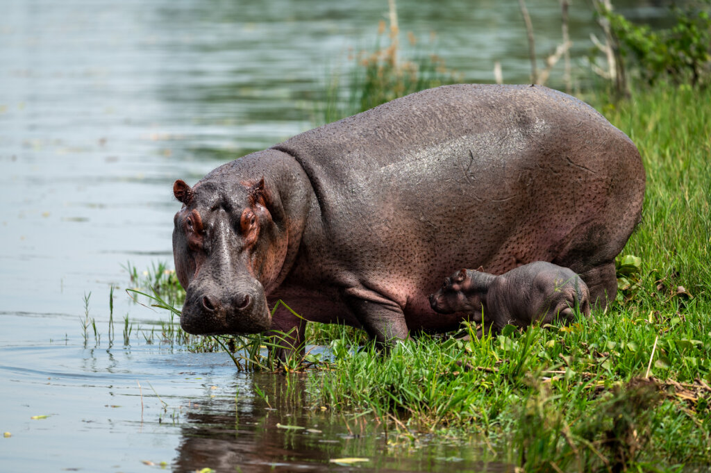 Wildlife in Murchinson Falls National Park - a hippo with her newborn baby - Uganda Safari