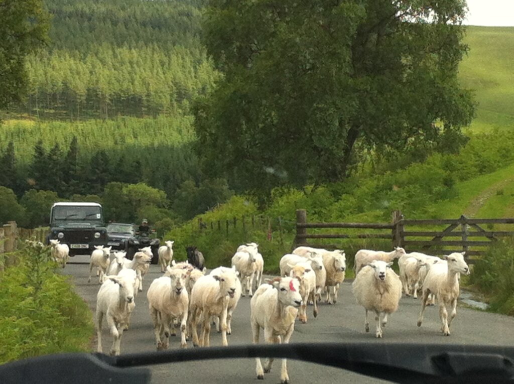 A small herd of sheep coming towards my car followed by a quad bike and Landover Defender 