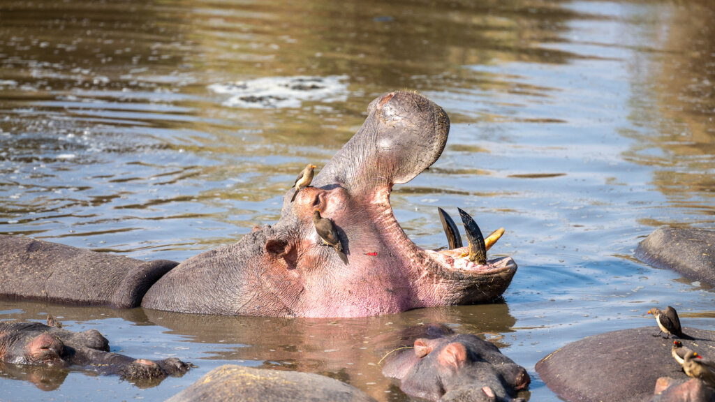 A hippo yawning 