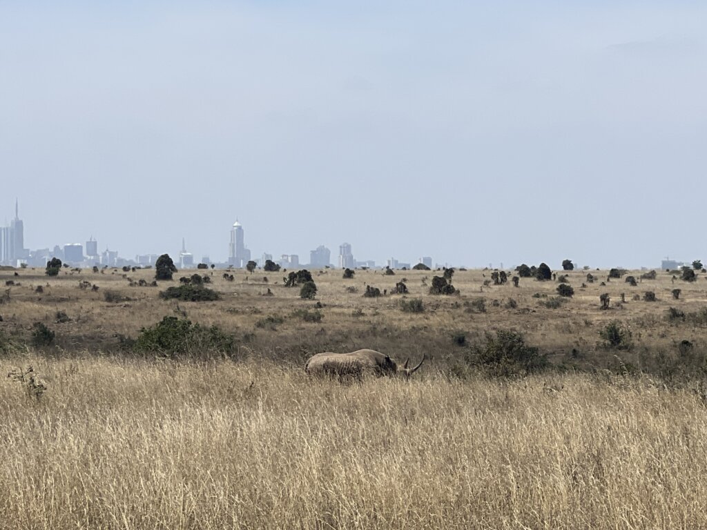 A black rhino with Nairobi's cityscape in the background