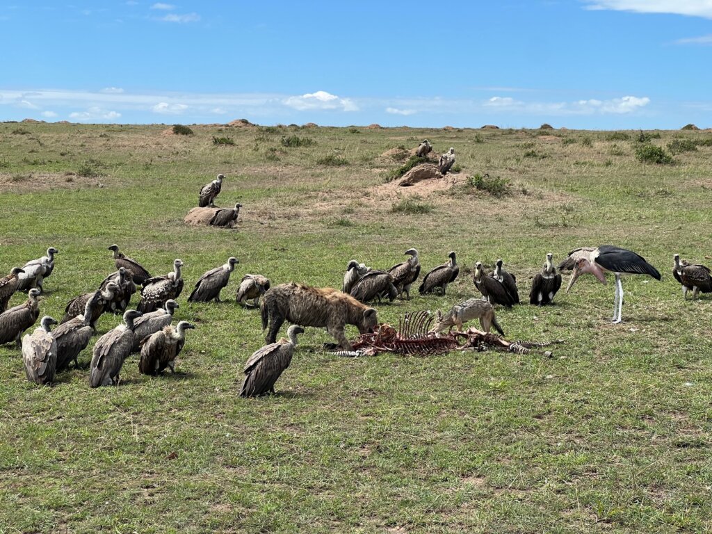 A hyena, Marabou Stork, Jackal and a load of vultures gathered round a carcass in the Maasai Mara