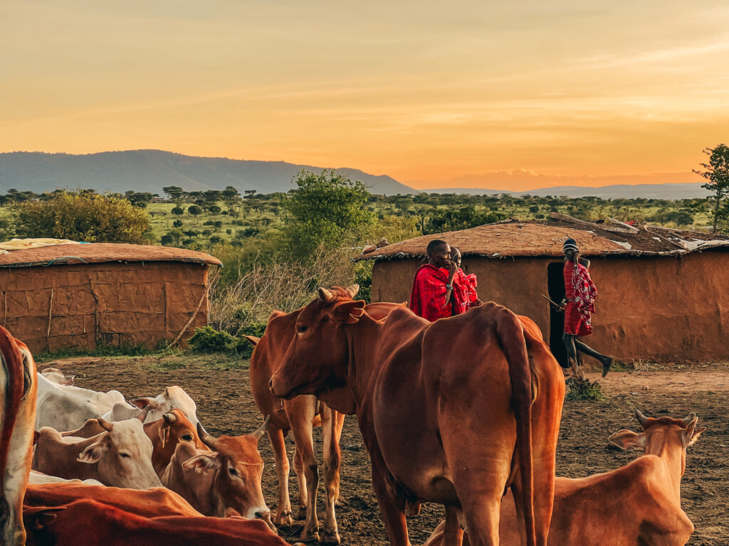 Photo of a Maasai village with cows in the foreground, Maasai warriors in the background and the sun setting in the distance