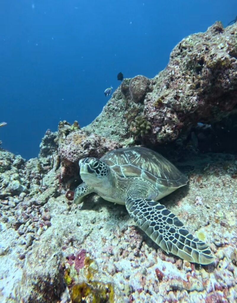 A sea turtle chilling in the depths of the Indian Ocean