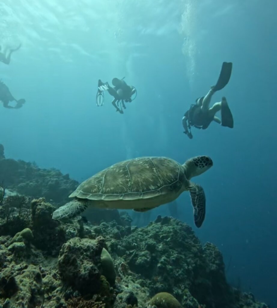 A sea turtle joining the Indy Escapes Maldives group tour