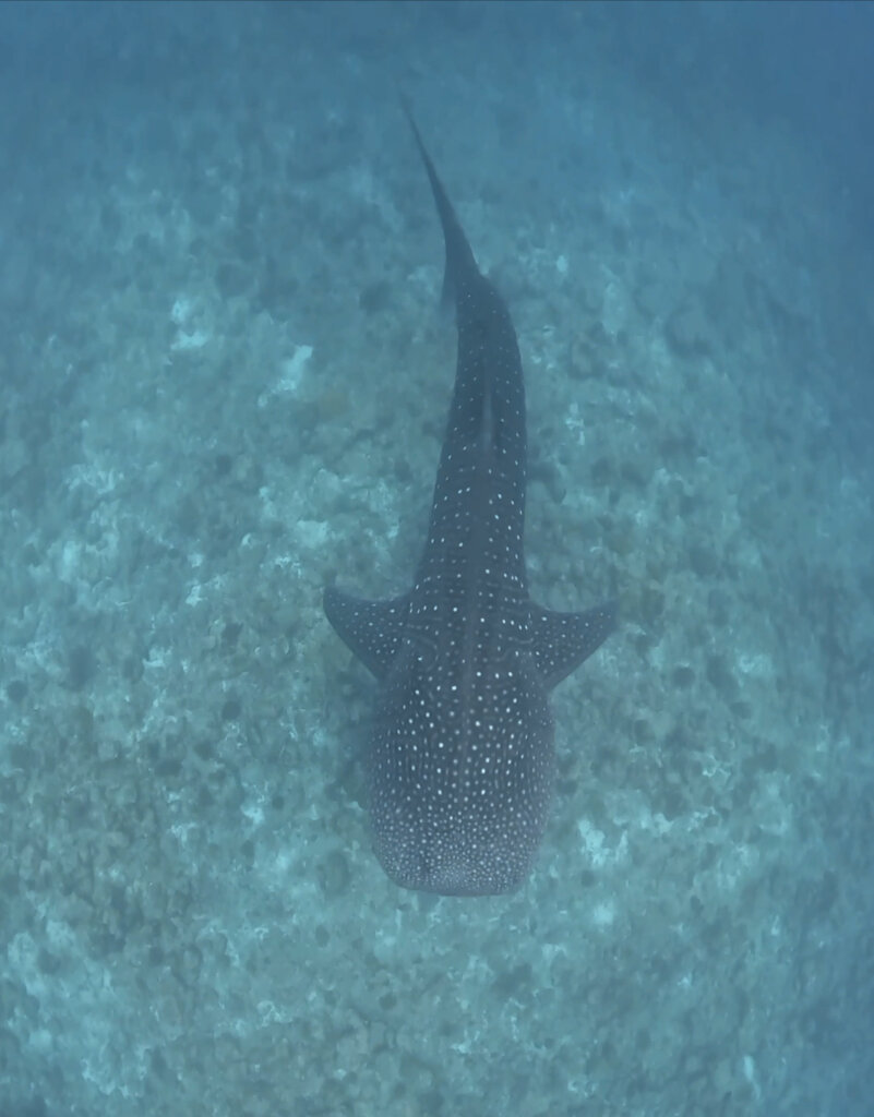 Whale shark in the warm Indian Ocean off the coast of Dhigurah, Maldives