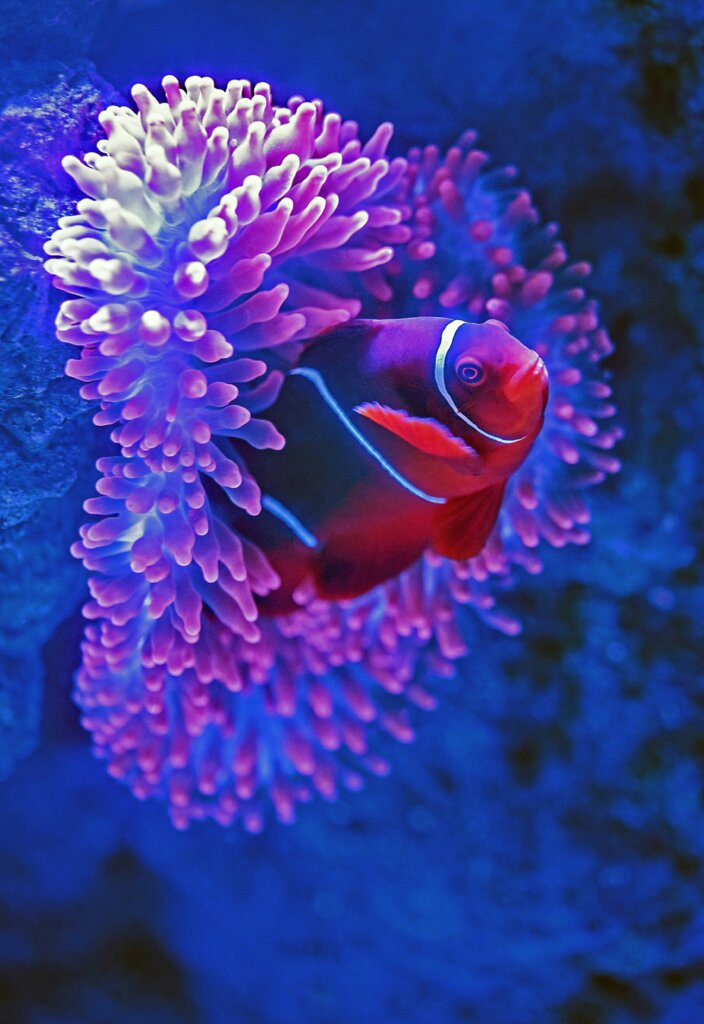 Colourful fish in the Maldives